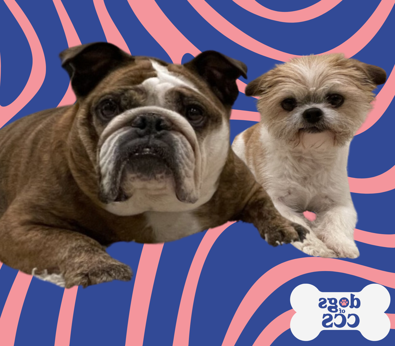 Bella and Lilo, Counseling and Consultation Services' dogs, imposed over a swirling pink and blue background